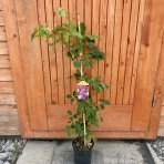 Akébia trojpočetná (Akebia trifoliata) - výška 60-80 cm, kont. C2L